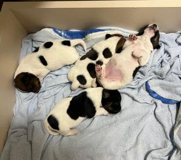 bala it satışı: Cek rassel teryer, Dişi, Ünvandan götürmə — 4