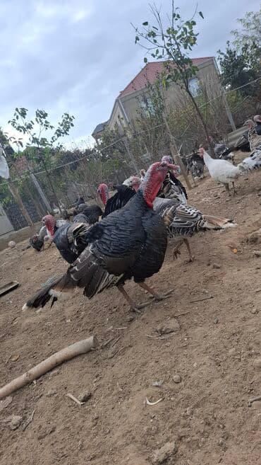 cuceye verilen adlar: Erkək, Amerika, Damazlıq, Ünvandan götürmə — 9