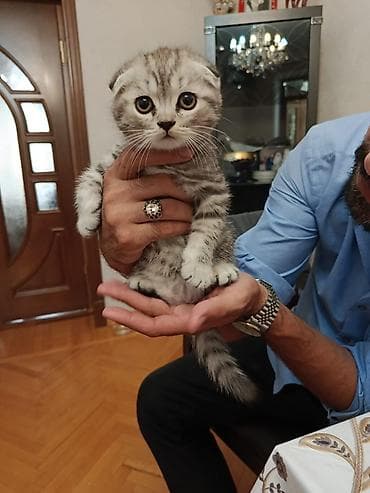 Şotland lalafo.az -da Şotland