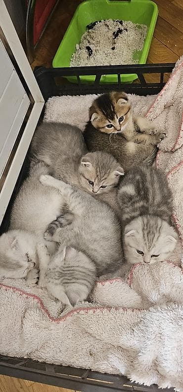 sirin pisik sekilleri: Britan yastı qulaq, Erkək, Dişi, Yaxşı əllərə, Ünvandan götürmə, Ödənişli çatdırılma — 6