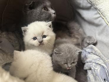 pişik balaları: Şotland, Erkək, Dişi, Yaxşı əllərə, Ünvandan götürmə, Ödənişli çatdırılma — 3