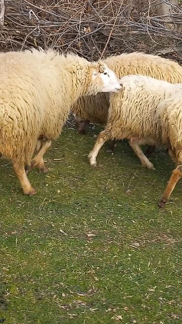 Зоотовары: Самец, лет: 2, 75 кг, Для разведения, Для мяса, Самовывоз — 2