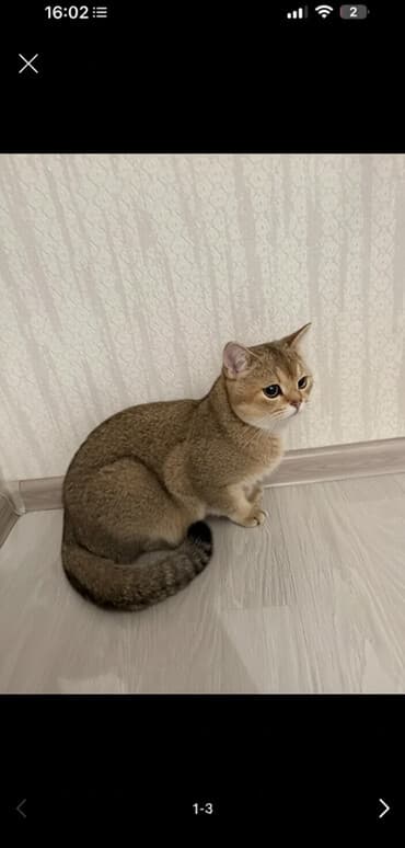 quru corek: Britan, Erkək, Pulsuz çatdırılma — 1