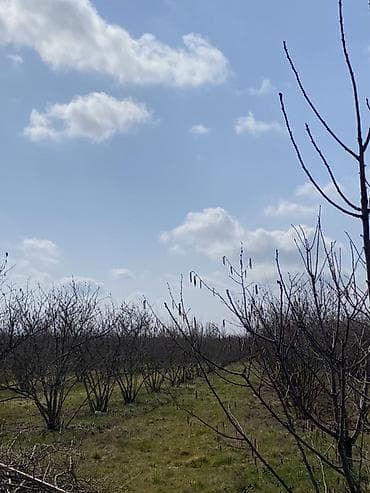 tap az çoban isi: 30 sot, Kənd təsərrüfatı, Kupça (Çıxarış), Bələdiyyə — 3