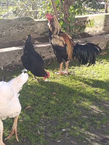 Ножи: Saglam aktiv heyvandi — 2