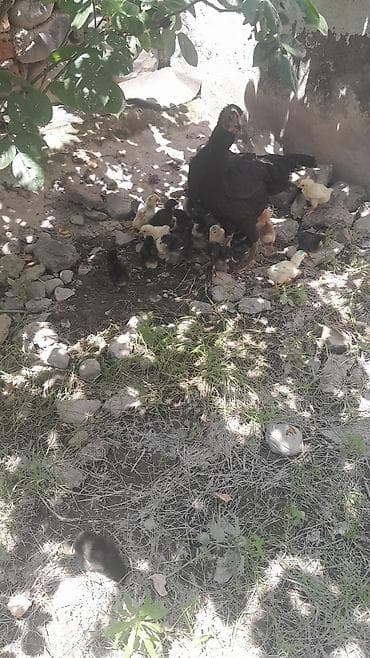 xaski gence: Toyuq cücələri, Damazlıq — 2