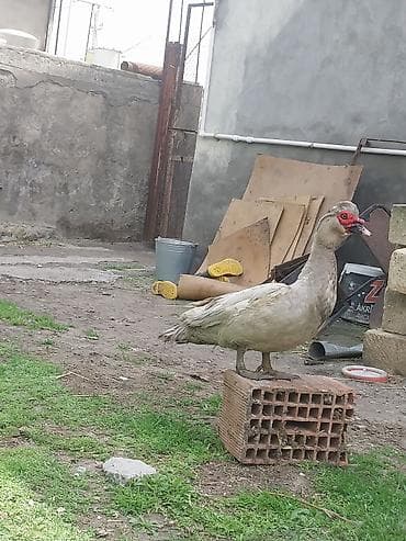 корм для собак: Lavanda erkek tecili satlr qiymet sondur ozum baha almsam — 2