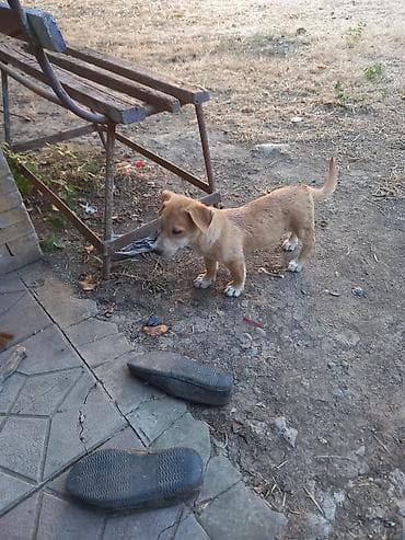 kiçik heyvanlar: 2 ay, Erkek — 3