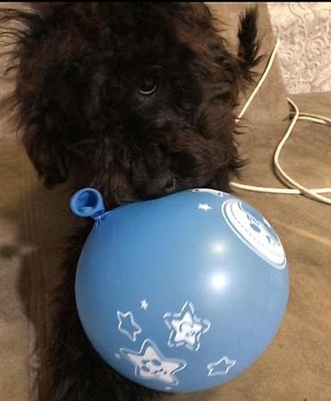 Pudel, 5 ay, Dişi, Ünvandan götürmə