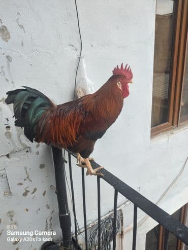 Məhsul: Ev quşu – xoruz Xüsusiyyətlər: - Parlaq qırmızı-qəhvəyi lələk