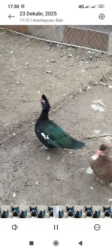 sican tələsi: Muscovy ördəkləri (indoutka) – qara-yaşıl parıltılı lələk quruluşu, ağ — 3