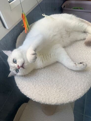 Кошки: Британская, Самец, В добрые руки, Самовывоз — 3