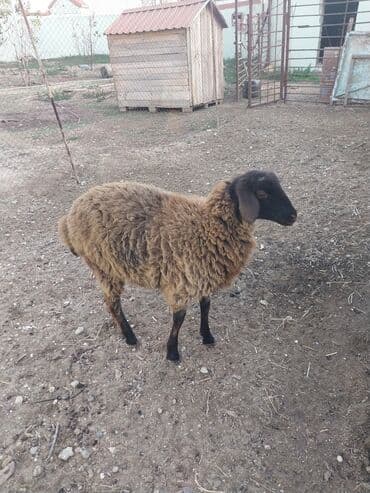 quzu şəkilləri: 5 aylıq quzudur. dişidi. yeyimcil heyvandır. arpa yonca qarğıdalı ilə — 3