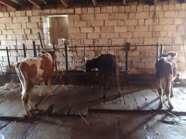 cins ineklerin satisi 2018: 3 eded disi danadi 1 simental o biriler montafondi 2 si 900 den 1i — 4