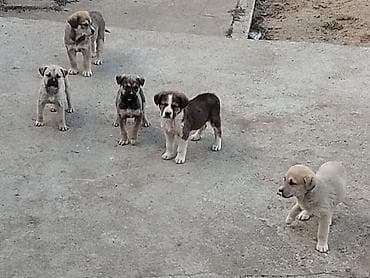 kanqal balaları: Kanqal, 2 ay, Dişi, Peyvəndli, Ünvandan götürmə — 3