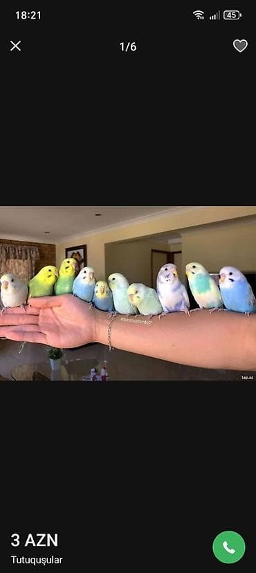 haski bala: SUPER PAPUQAY DƏSTİ 🦜cemi 45 azn ✨ Hamısı bir yerdə – ideal başlanğıc — 1