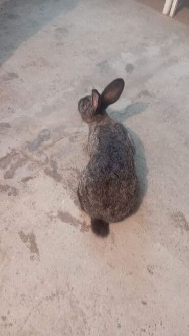 su donuzu: Məhsul: Evdə saxlanılan dovşanlar (bir neçə fərqli rəng və naxışda) — 6