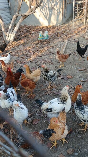 İtlər: Toyuqlar və xoruzlar satılır. Şəkillərdə iri və orta çəkili toyuq və — 3