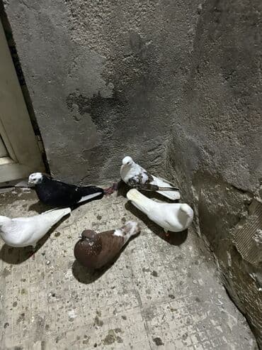 Собаки: Məhsul: Qüvvətli uçuş və dekorativ görünüşlü göyərçinlər dəsti — 2