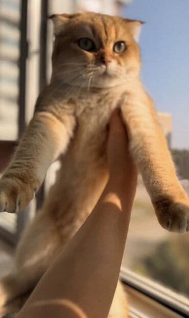 cutles: Şotland yastı qulaq, Erkək, Cütləşmə üçün — 2