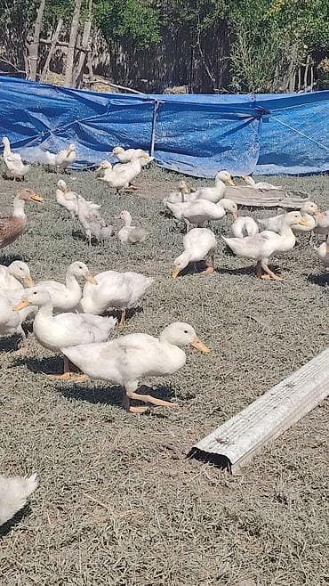 yırtıcı quş: Satışda: Ağ Pekin ördəkləri (sürü halında) Məhsul/təsvir: - Cins: Ağ — 2