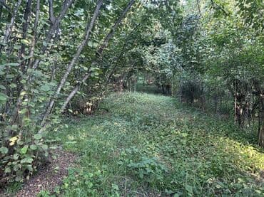 xacmazda findiq bagi satilir: Kənd təsərrüfatı — 12