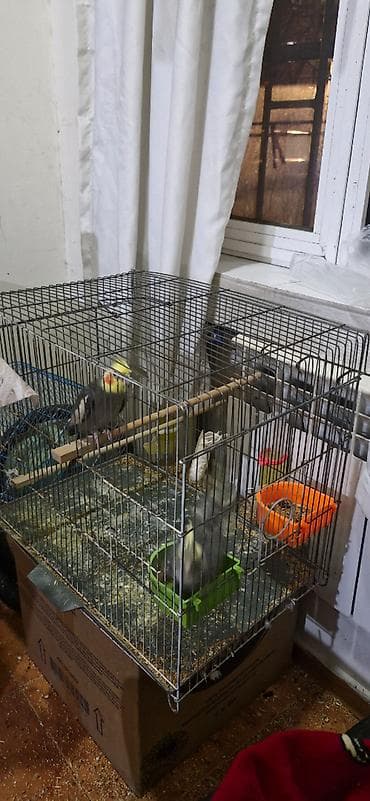 it balalari satilir: 2 korella ələ öyrəşib. Çiyinlərdə oturur 1 erkək 1 dişi Böyük qəfəslə — 3