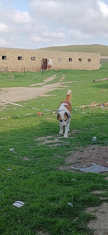 alabay itleri haqqinda melumat: Alabay, 3 il, Dişi, Peyvəndli — 9
