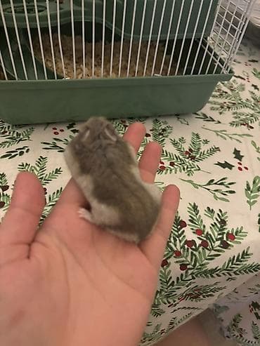 Собаки: Cırtdan hamster və qəfəslə birgə komplekt - Növ: cırtdan (cüce) — 3