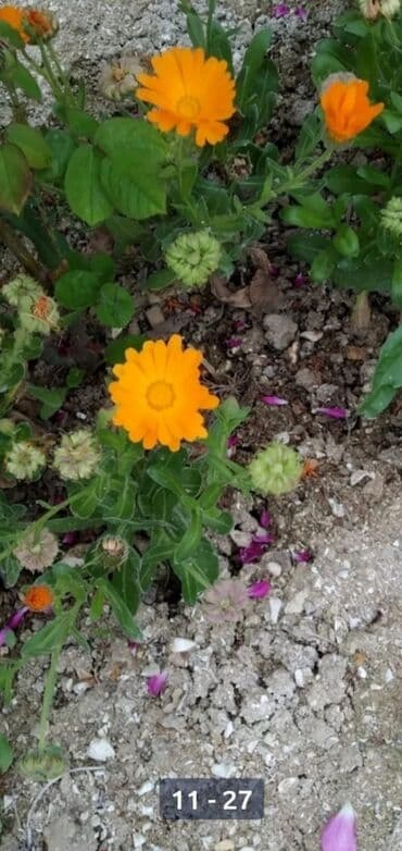bənövşə: Soganlari payizda yazda . tumlari yazda ekmek lazimdir. 1} Liliya ağ- — 17