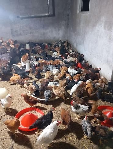 simental inek qiymeti: Toyuq, Yumurtalıq — 2