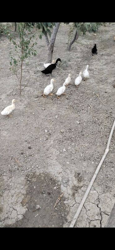 enzo шампунь отзывы: Toyuq, Damazlıq — 5