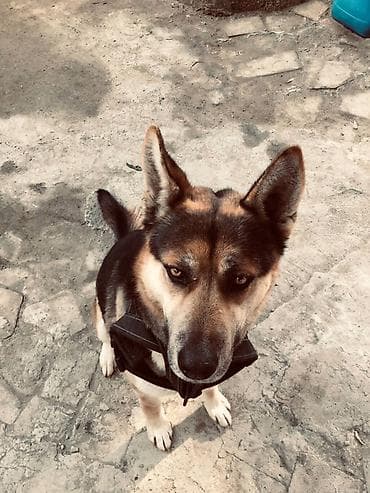 dogo argentina: Evropeyski afçarkadı, itə baxa bilmədiyim üçün verməy — 5
