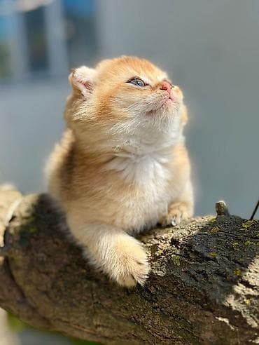 Pişiklər: Şotland — 3