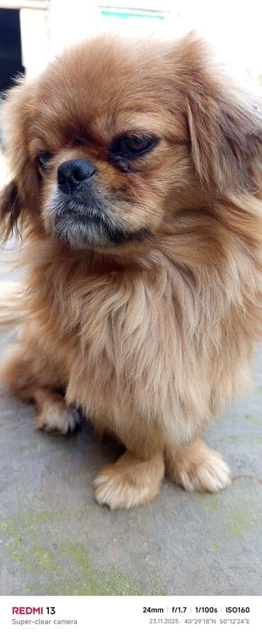 itler pitbull: Pekines — 2