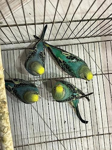 rengli quslar: Opalin Rəng volnist balalar. 1 erkəy 3 dişi sağlam aktiv balalardı əsl — 2