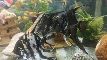 Akvariumlar: Akvaryum üçün tropik balıqlar dəsti - Skalyar (Pterophyllum) növləri — 2