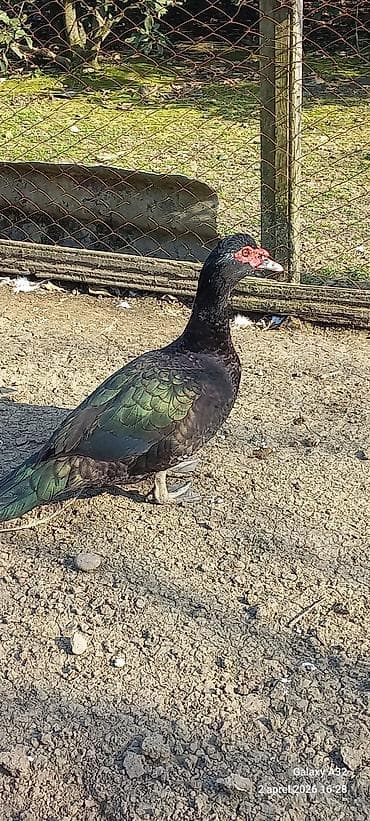 mandarin ördək: Erkək, | Lal ördək, Ətlik — 1