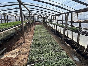 Çöl bitkiləri: Məhsul: Fidan və tinglər (istixana yetişdirilməsi) Təsvir: - Peşəkar — 7