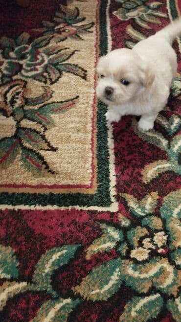 it gəncə: Pekines, 2 ay, Dişi — 1