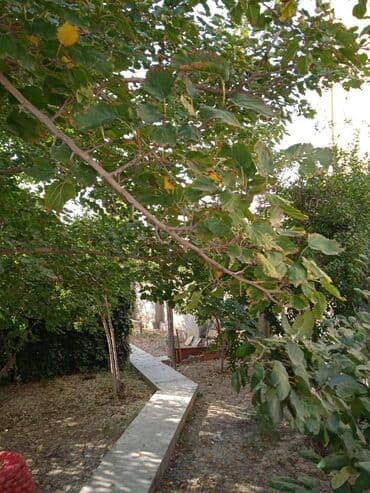 mehemmedide evler: 200 kv. m, 5 otaqlı — 14