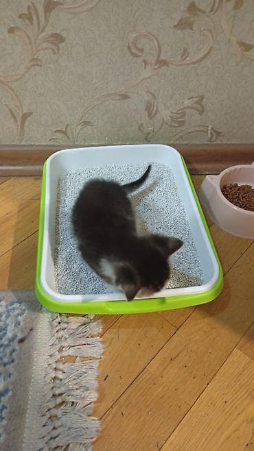 İtlər: Yaxşı əllərə — 2