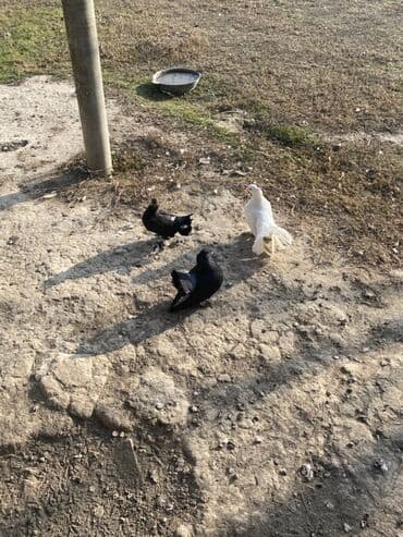 Heyvanlar üçün mallar: ÜNVAN ŞEKİ 3çü bir yerde o qiymete Barterde var fere toyuqla Məhsul — 3