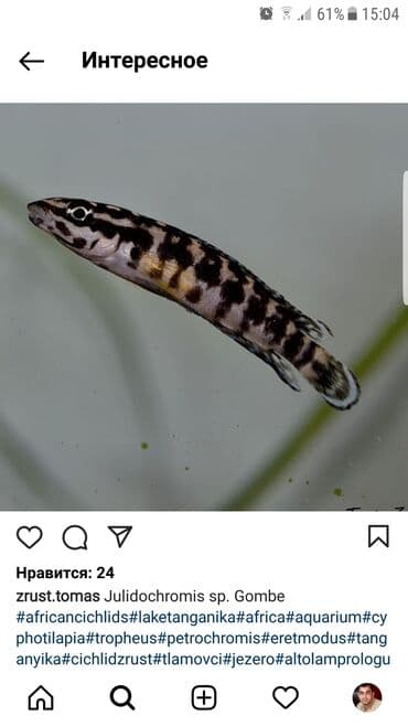 dana qiyməti xacmaz: Yırtıcı, Ünvandan götürmə — 1