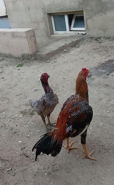 it sekilleri: Salam pleymut xoruz 8 aylıqdı 7 aylıqda çəkilən şəkildi çəkisi 3.100 — 2