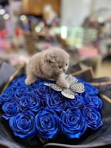 Quşlar: Şotland — 5