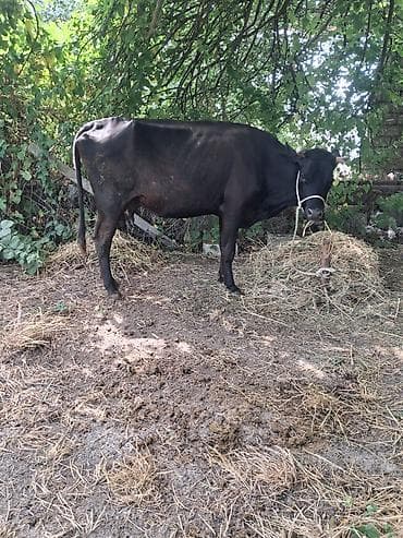 Dişi, il: 5, Südlük, Ünvandan götürmə — 2