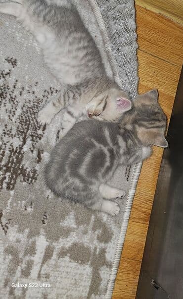 Ağ balaca pişik balası – mavi gözlü, tükləri yumşaq və sıx. Üzündə və