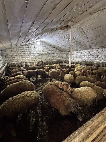 diri quzu: Quzu, Erkək, ay: 5, 35 kq, Ətlik, Ünvandan götürmə — 2