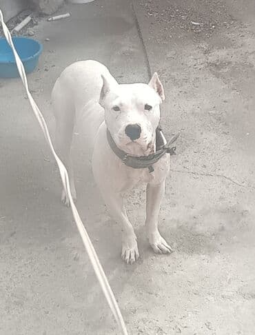 oglan it adlari: Ağ rəngli, əzələli, orta-böyük ölçülü it. Qısa tüklü, qulaqları kəsik — 2